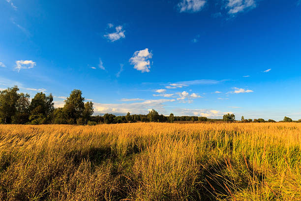 istock Autumn landscape with green grass on a meadow 618726036