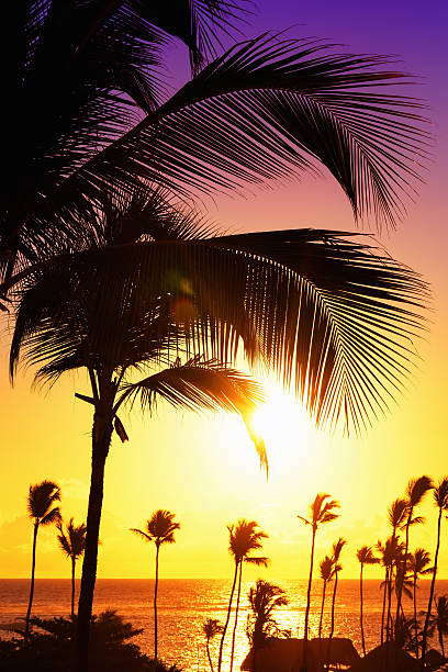 istock Coconut palm trees against colorful sunset 618726082