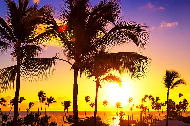 istock Coconut palm trees against colorful sunset 618726122