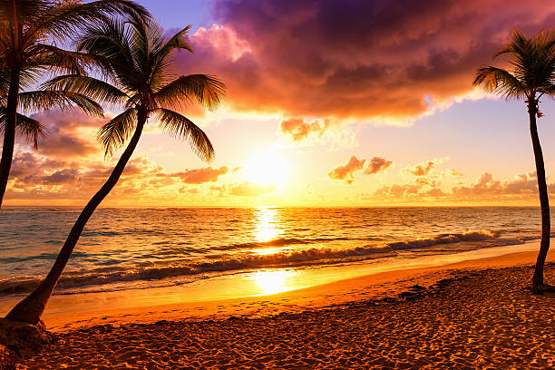 istock Coconut palm trees against colorful sunset 618726178