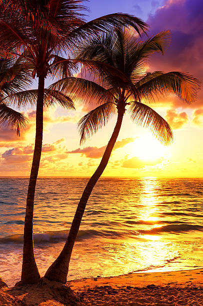 Coconut palm trees against colorful sunset Coconut palm trees against colorful sunset caribbean beach sunset stock pictures, royalty-free photos & images