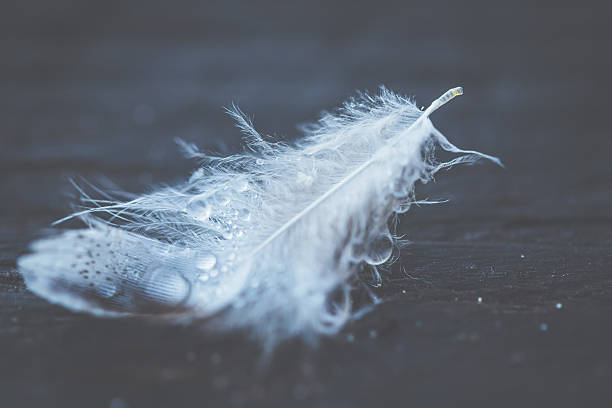 istock Feather with water drops on dark wood 618726306