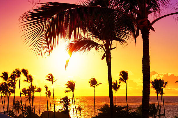 istock Coconut palm trees against colorful sunset 618726320