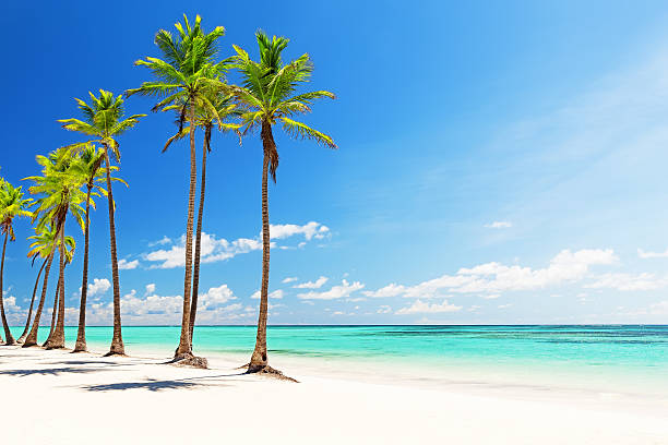 árvores de palma de coco na praia de areia branca - horizon over water white green blue imagens e fotografias de stock