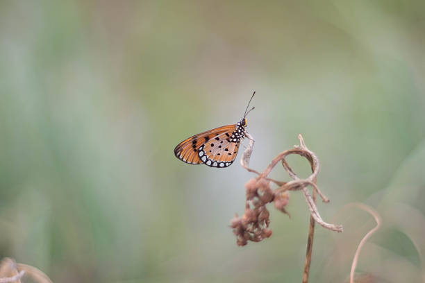 istock Orange butterfly on flower 618726578