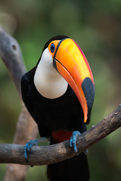 istock Close-up of toco toucan perched on branch 618726590
