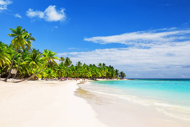 istock Coconut Palm trees on white sandy beach 618726634