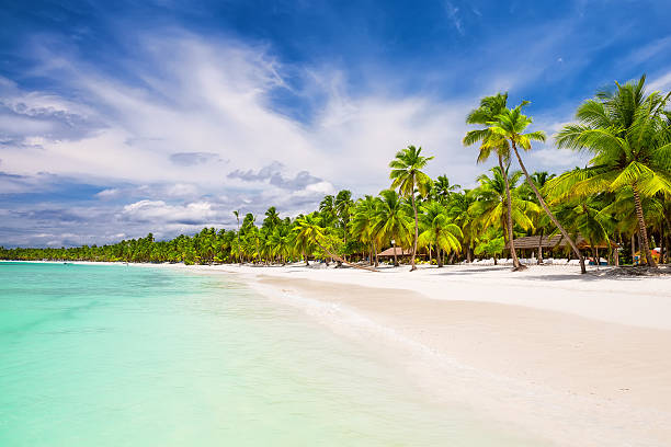 istock Coconut Palm trees on white sandy beach 618726782