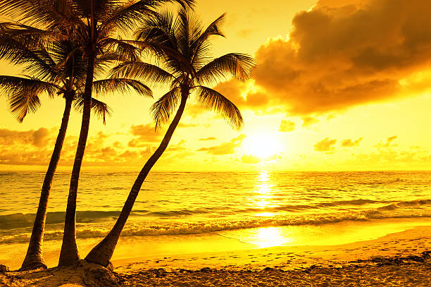 istock Coconut palm trees against colorful sunset 618727138