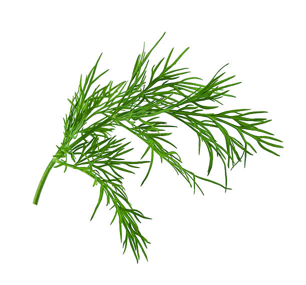 fresh dill fresh dill on white background a sprig of dill stock pictures, royalty-free photos & images