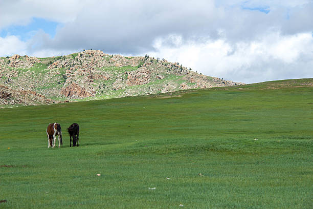 istock Mongolia: Horses on the Steppes 618727904