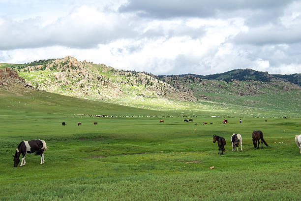 istock Mongolia: Horses on the Steppes 618727942