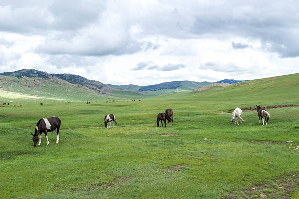 istock Mongolia: Horses on the Steppes 618727952