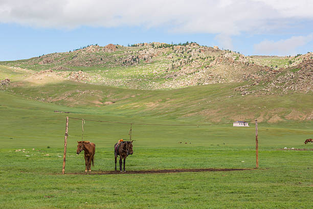 istock Mongolia: Horses Tethered to a Highline 618727972