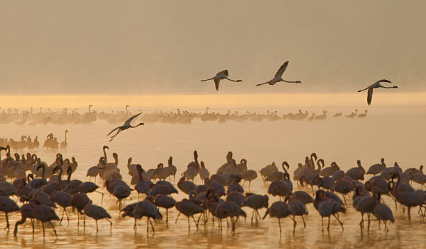 istock Big group flamingos on the lake. Kenya. 618728020