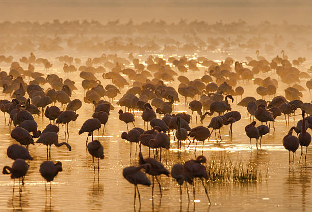 Big group flamingos on the lake. Kenya. Big group flamingos on the lake. Kenya. Africa. Nakuru National Park. Lake Bogoria National Reserve. An excellent illustration. lake bogoria stock pictures, royalty-free photos & images