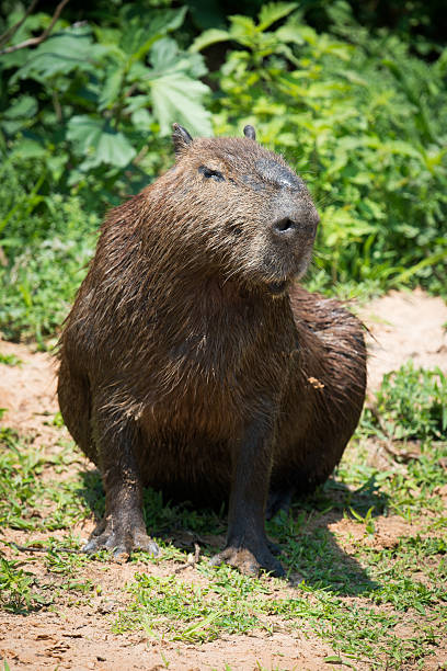 istock Capybara sitting on river bank in sunshine 618728238