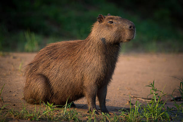 capybara sitzt am strand am flussufer - wasserschwein stock-fotos und bilder