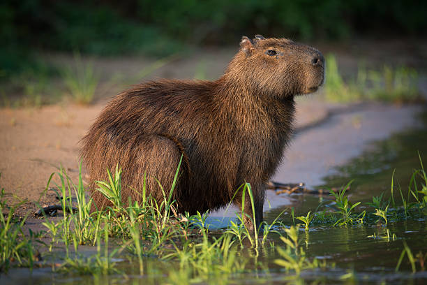 istock Capybara sitting in grass on river bank 618728332