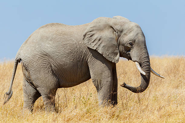 istock Elephant on Africa's Serengeti Savanna 618728390