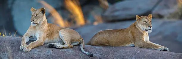 Photo of Female Lions in Africa's Serengeti