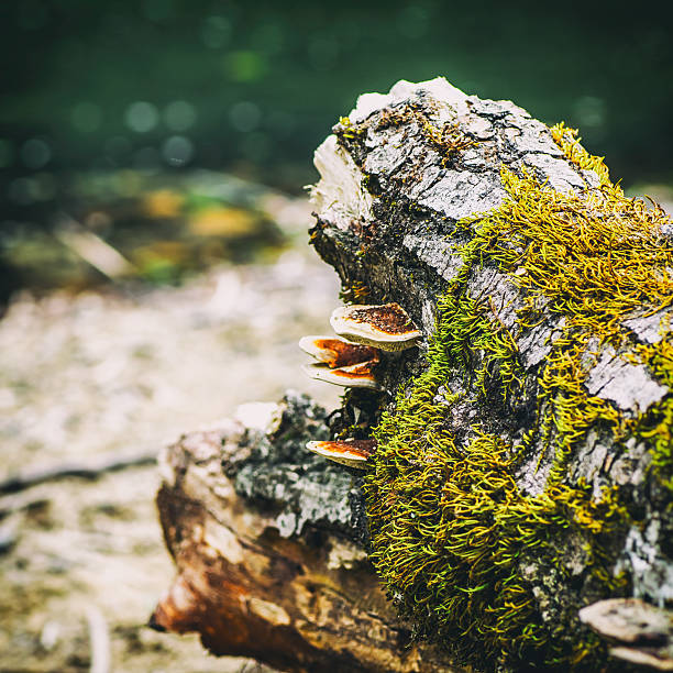 Square composition color photography of close-up in selective focus of beautiful wild brown mushroom and green moss on tree stump trunk, focus on bark and fungus. Shot in early autumn season along a wild river in lush forest, woodland in France, Europe.