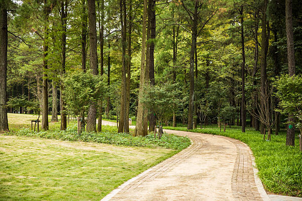 istock green trees and road in the park 618729188