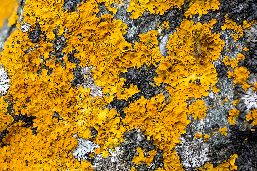 Closeup texture of bright yellow lichen growing on granite