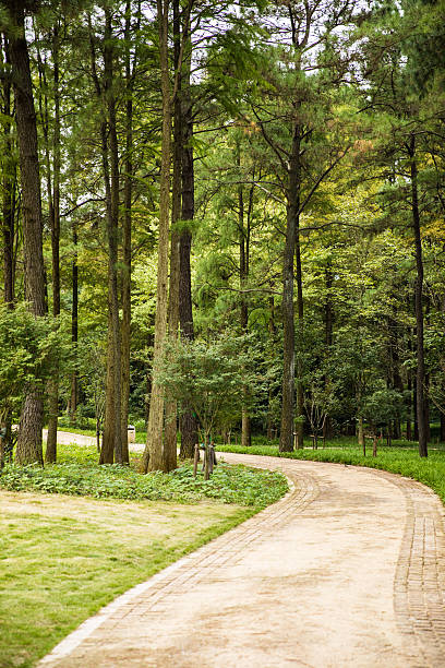 istock green trees and road in the park 618729366