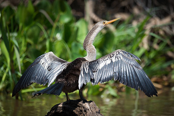 水中の岩に翼を広げるアンヒンガ - anhinga ストックフォトと画像