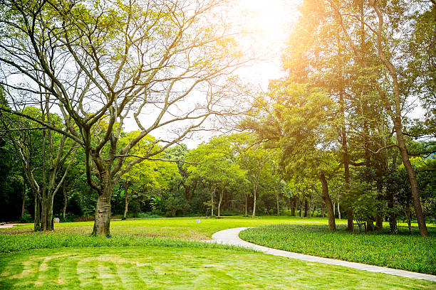 istock green trees and road in the park 618730022
