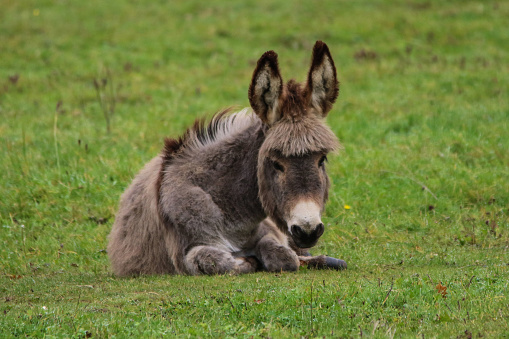 Donkey sitting on grass