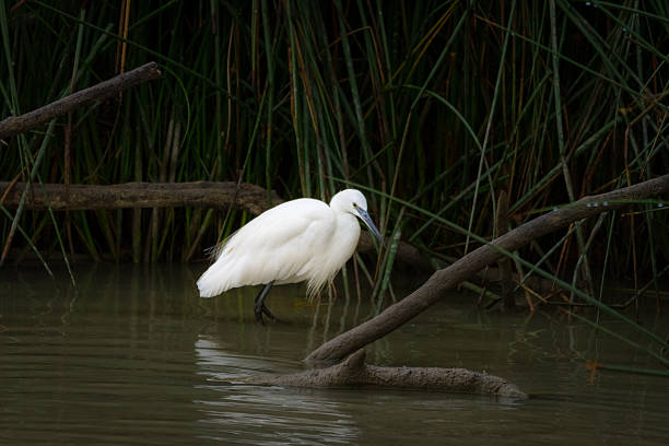 Little egret photographed fishing in the lagoon Salburua, Alava, Basque Country, Spain