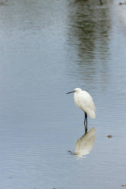 istock Little egret, Egretta garzetta 618730760