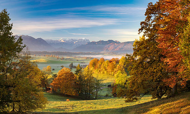 vaca solitaria en otoño en riegsee con zugspitze en el fondo - waxenstein fotografías e imágenes de stock