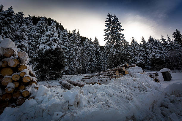 stack of cut logs at winter forest - lumber industry cold day forest imagens e fotografias de stock