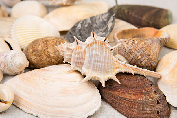 istock The group of sea shells on white wooden background 618732356