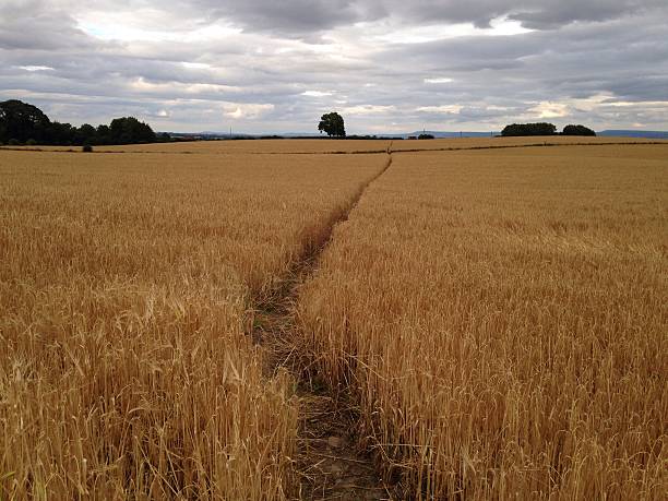 Path Snaking Through Barley Fields Richmond, North Yorkshire, England, UK, 10th August 2016, afternoon:  A narrow path snakes into the distance across barley fields, which are almost ready for harvesting.  It is cloudy overhead and far off hills can be seen on the horizon. mcdermp stock pictures, royalty-free photos & images
