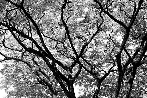 istock Forest trees. nature black and white wood  backgrounds 618734504