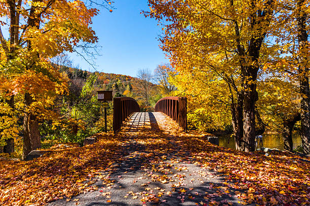 istock Leaves on the brdige 618734668