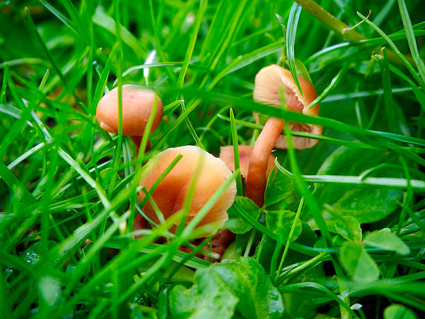 Marasmius oreades mushrooms Marasmius oreades mushrooms in the field marasmius oreades mushrooms stock pictures, royalty-free photos & images