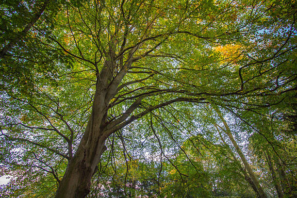 istock Autumn woodland 618736520