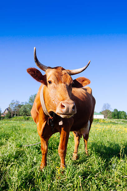 istock Curious cow on the meadow in summer sunset 618737072