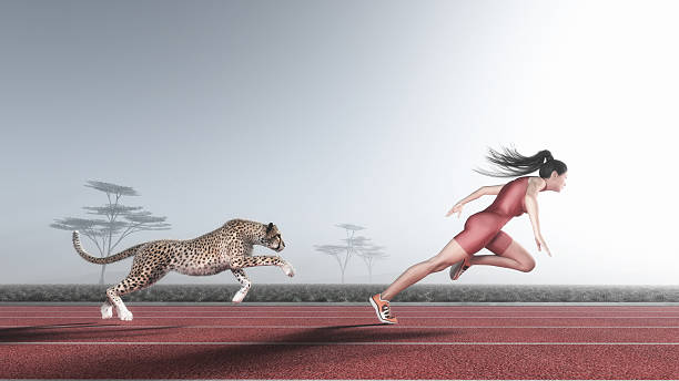 woman competes with a cheetah - running athlete staircase teenager imagens e fotografias de stock