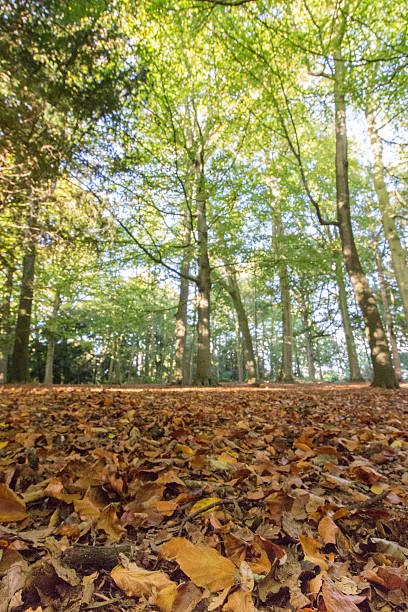 istock Autumn woodland 618737646