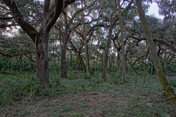 istock Natural Florida Wilderness near Orlando at Sunset 618738044