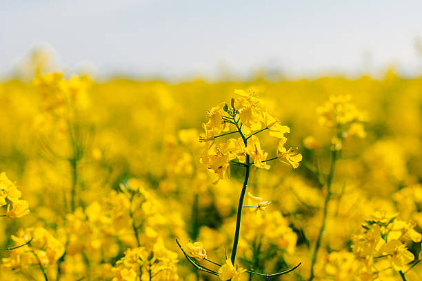 istock Rape flower close up right in the rape field 618739580