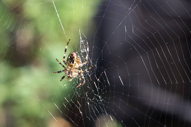 istock Garden spider and prey 618739626
