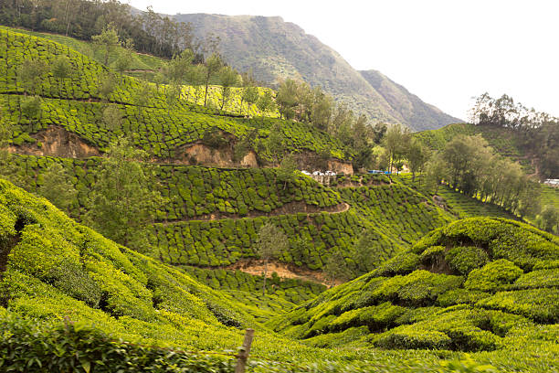 istock Tea Garden at Munnar hill station 618740432