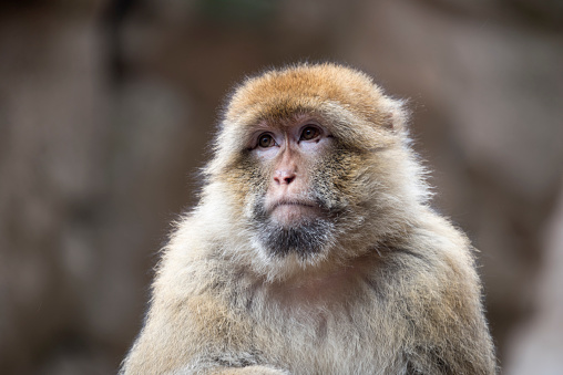 Names: Barbary macaque, barbary ape, magot